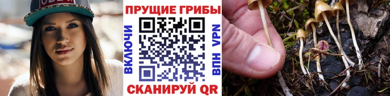 сайты даркнета телеграм  Ухта  Псилоцибиновые грибы Cubensis  дарнет шоп 
